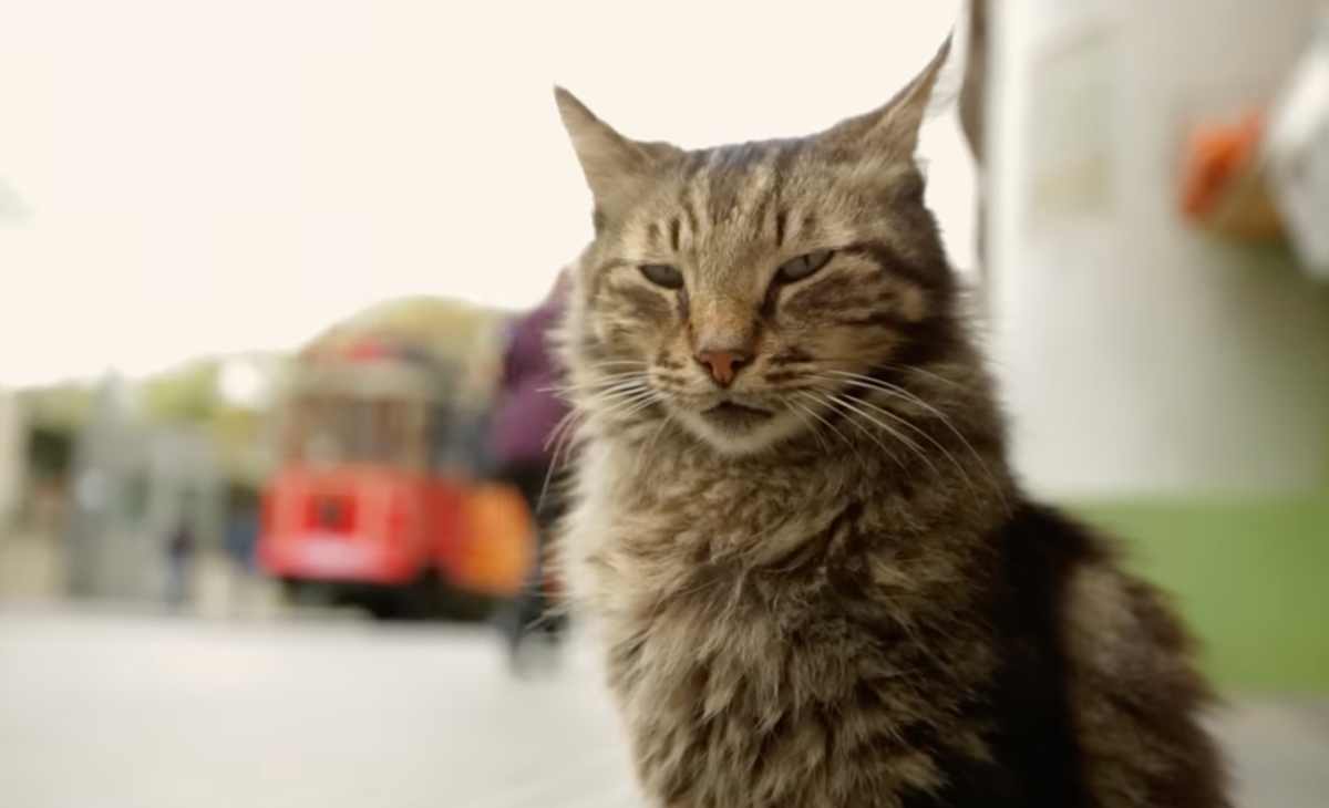 Review: Kedi