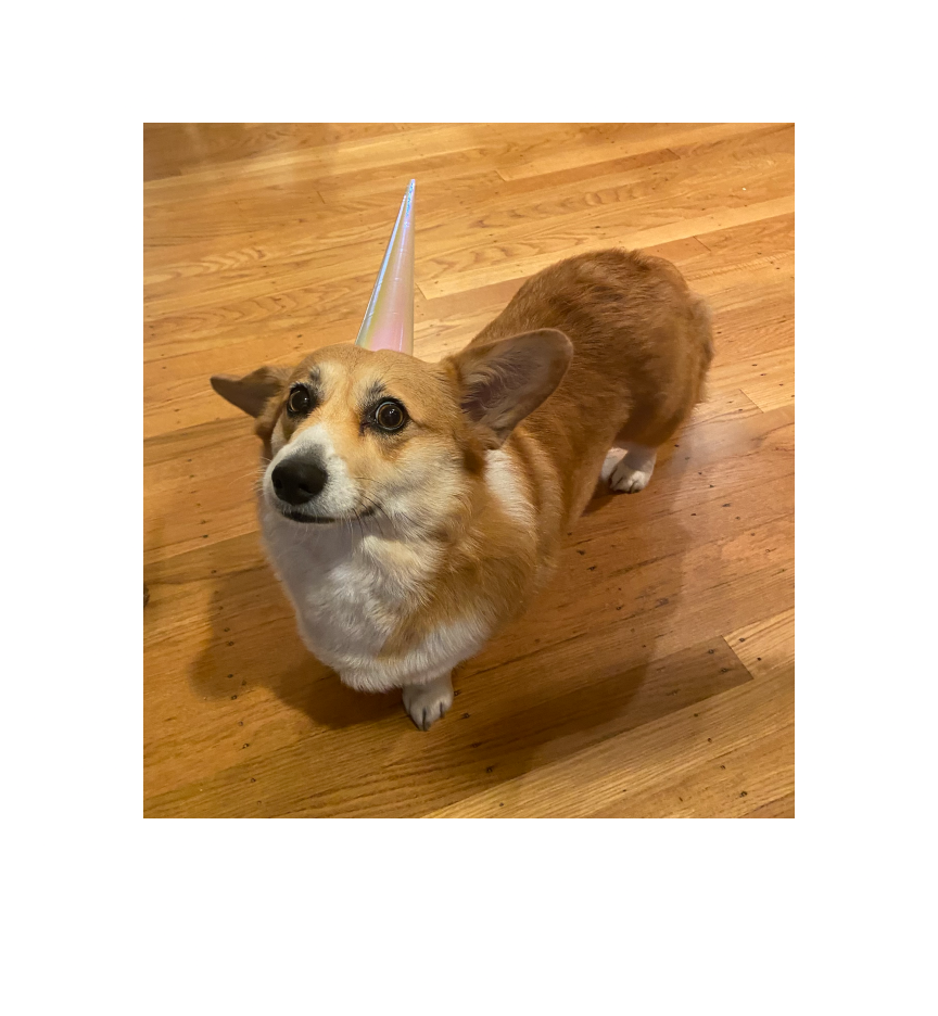 A corgi with wild eyes wearing a unicorn horn shaped birthday hat.