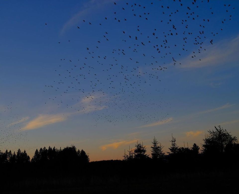 They go home at night. ⠀