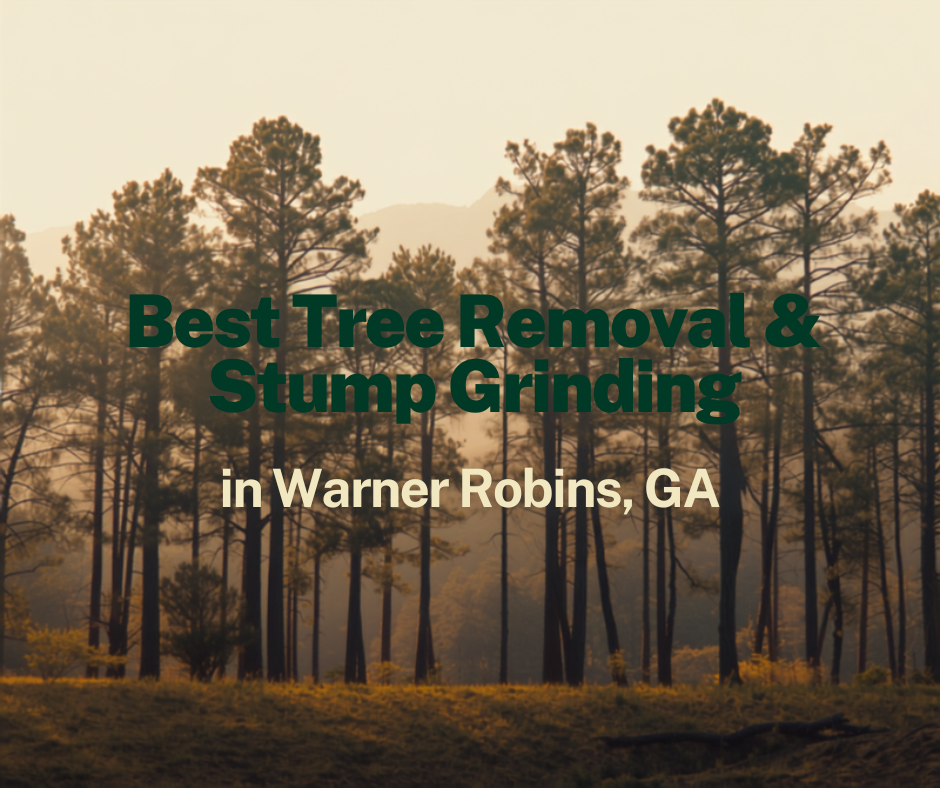 Tree removal and stump grinding services in Warner Robins, GA