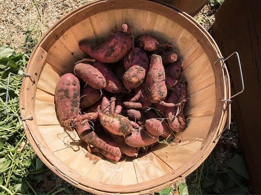 Four Sweet Spiritual Reminders Sweet Potatoes Give Us