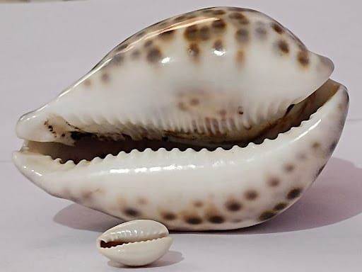 The Hidden Spiritual Power of Cowrie Shells