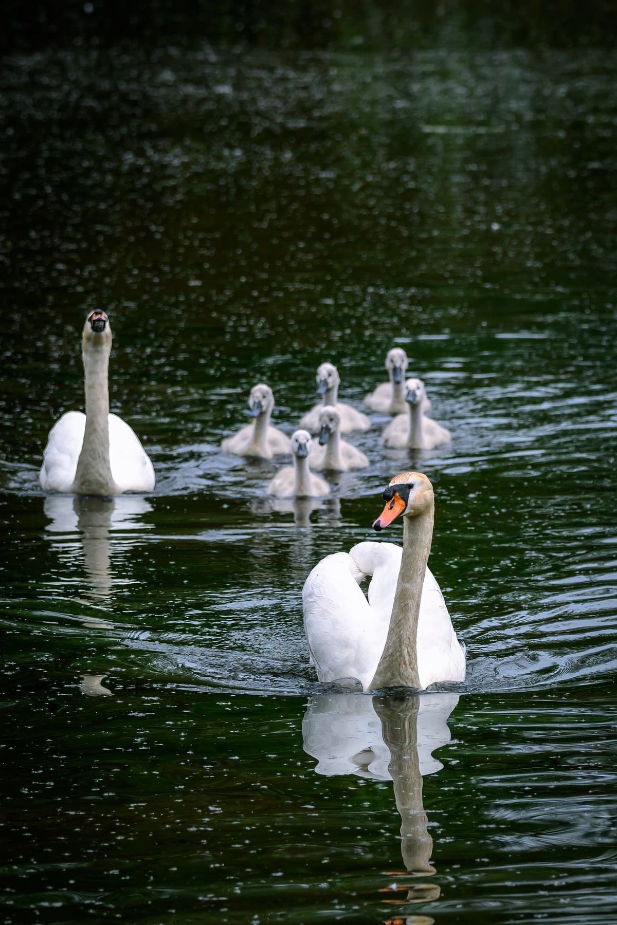 L’invention de la famille