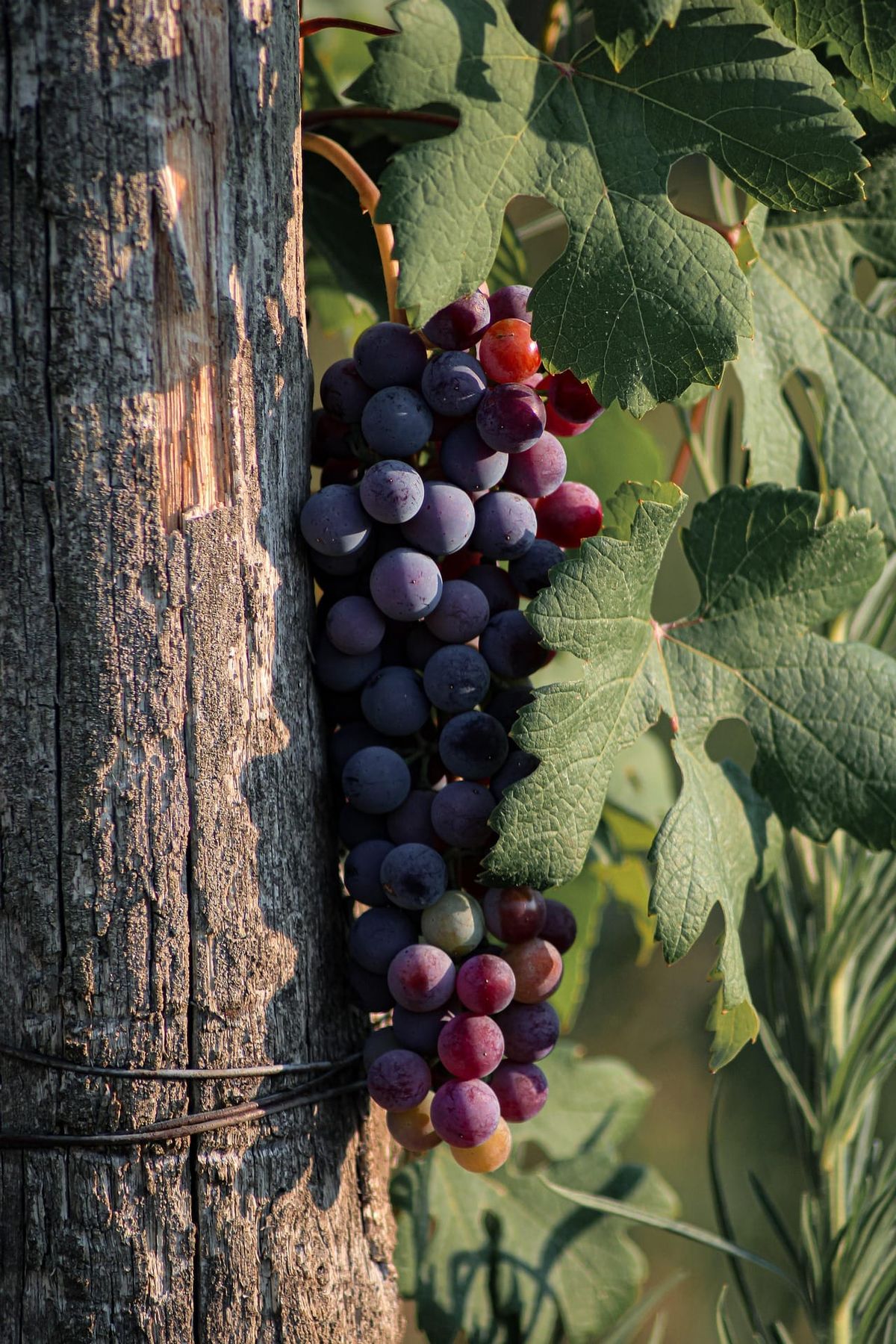Le vin, les accidents et le vivant