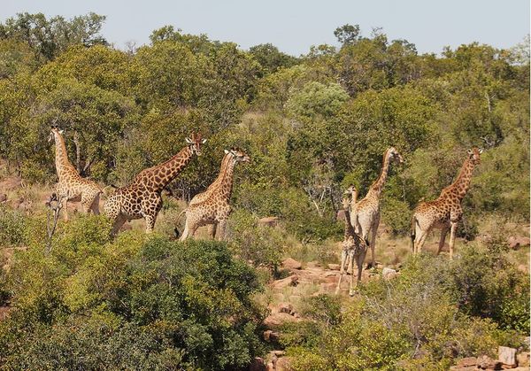 South Africa's quiet safari secret