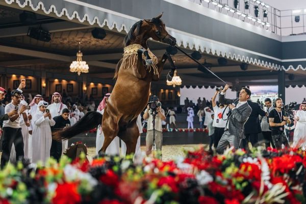 GCAT Brings Arabian Horse Prestige to Port Hercule, Monaco