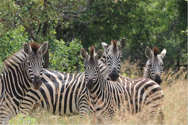 South Africa's quiet safari secret