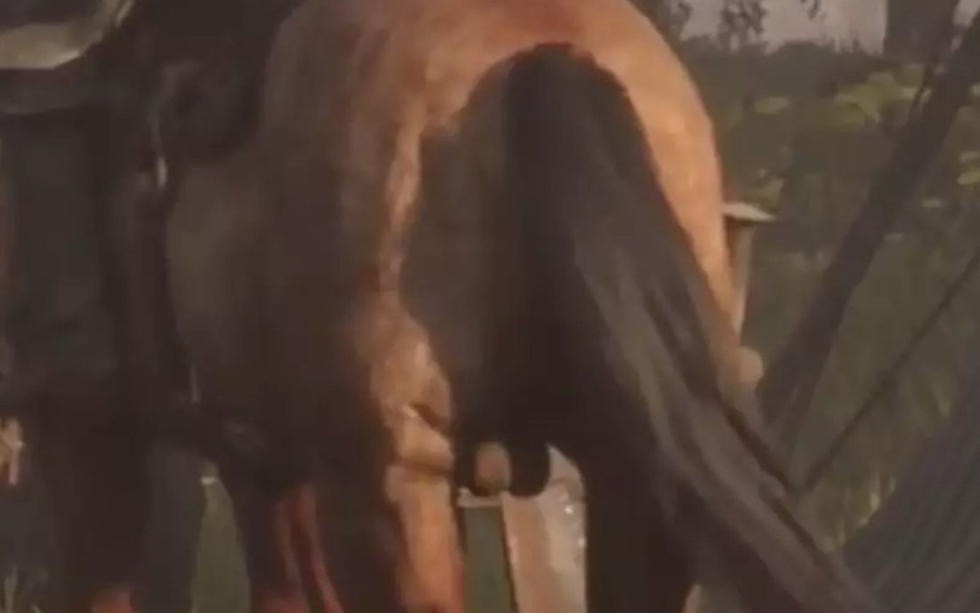 Horse Balls Revealed To Be Leading Cause Of Red Dead Redemption 2's Crunch, PETA Enraged Over "Horse Overtime"