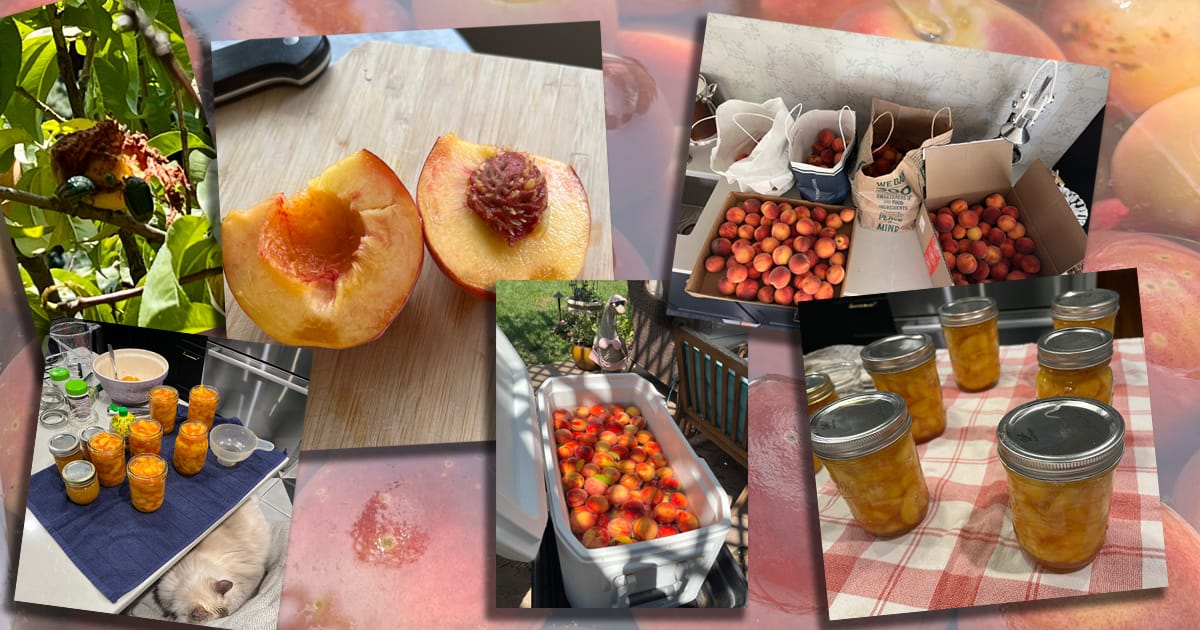 a montage of peaches from the Chambers family peach harvest