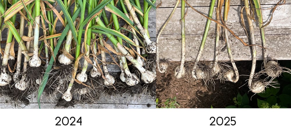 Garden Hardneck Garlic Year to Year comparison photo