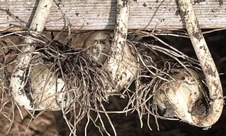 hardneck garlic put in upside down