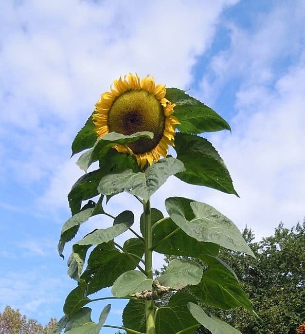 Giant Sunflower