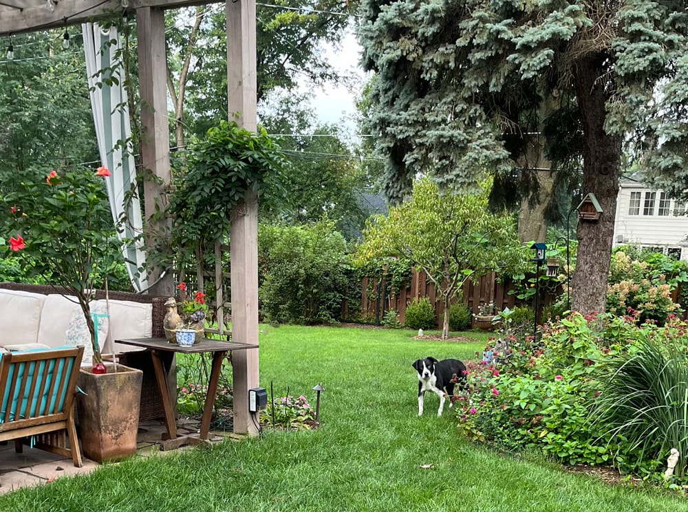 Picture of Wilson the Amazing Border Collie dog