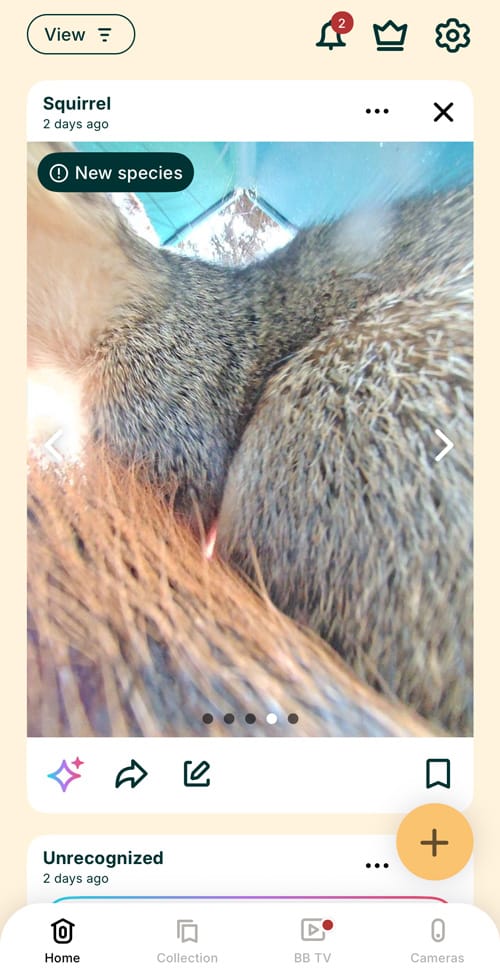 screen shot of a squirrel in the frame of a bird buddy pic