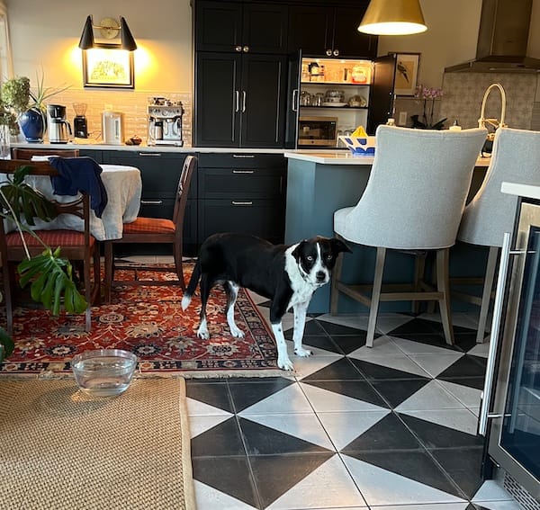 Wilson the Amazing Border Collie near his food dish staring at me for 10 minutes