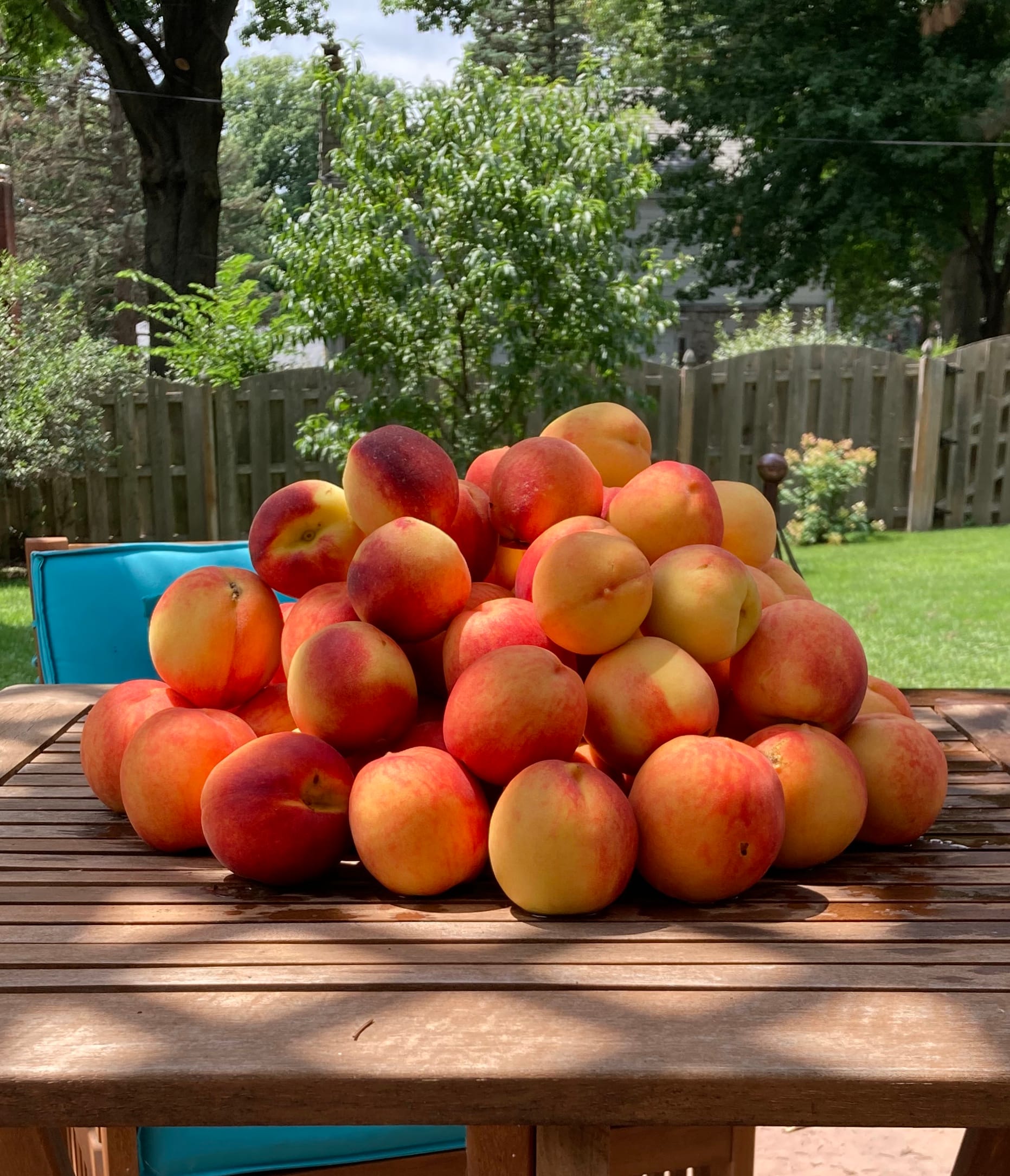 greg chambers shows off a peach harvest from a tree in the backyard