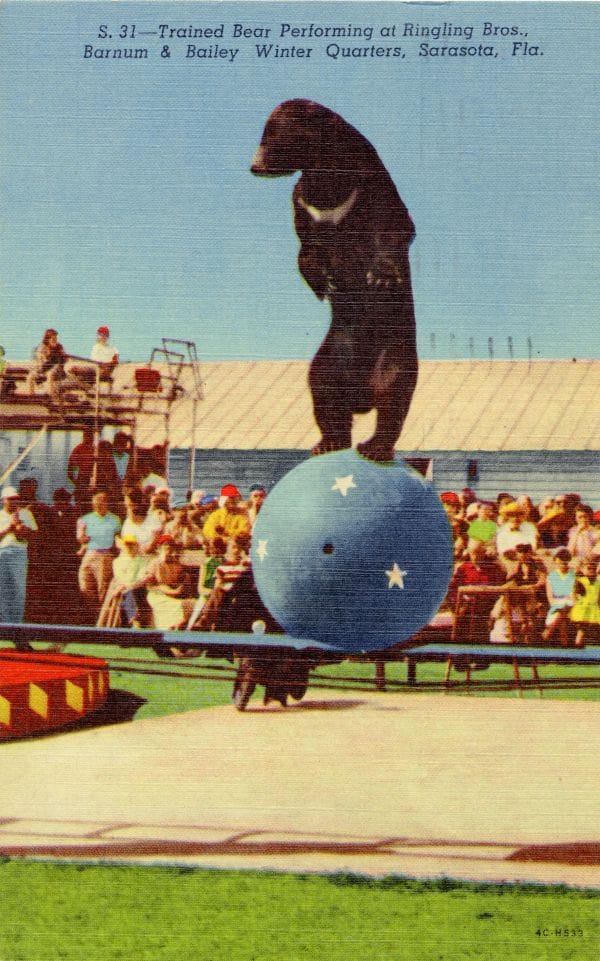 trained bear balancing on ball