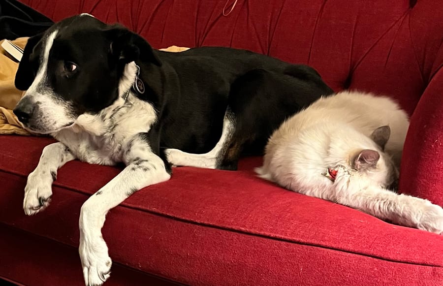 a picture of the revitalized wilson the amazing border collie with bianca the cat on a couch-they're entering a new phase of their relationship