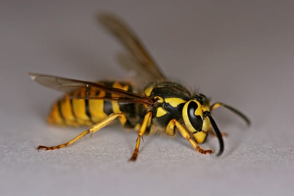 yellow jacket like one might find in a backyard in nebraska
