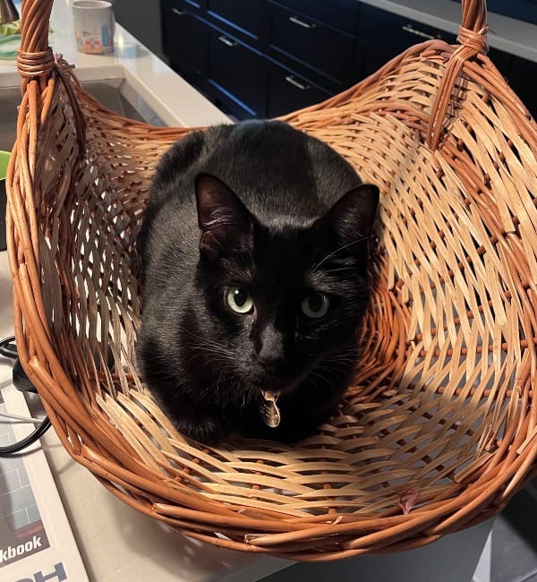 a picture of a black cat in a basket - his name is pablo