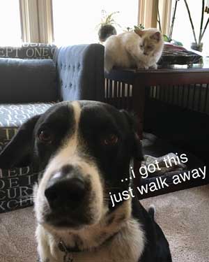 Wilson-n-Bianca-kennel