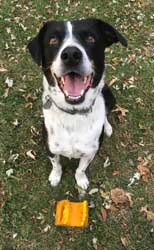 wilson-also-packer-fan