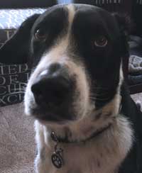 Wilson-the-black-and-white-walker