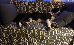 Wilson-sleeps-I-write