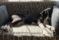 Relaxed-Chambers-Pivot-Mascot