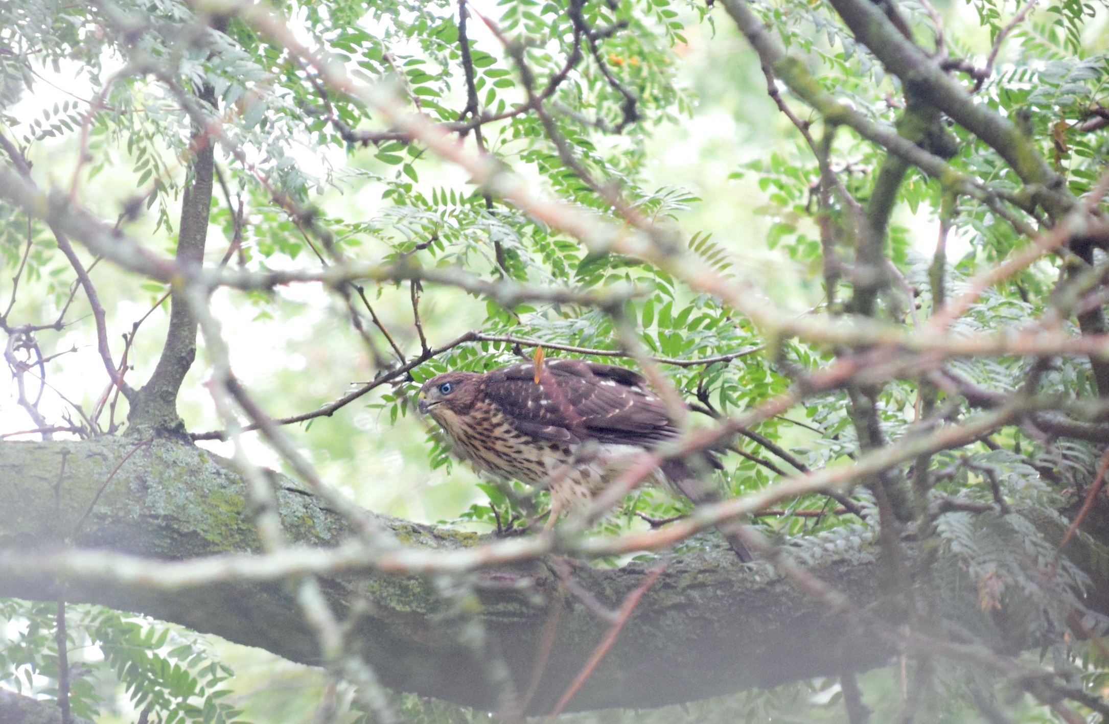 Hawk in Backyard.jpg