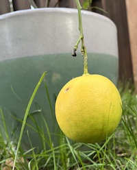 Lemon is about to Lemon
