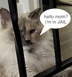 stuck-between-two-bsds