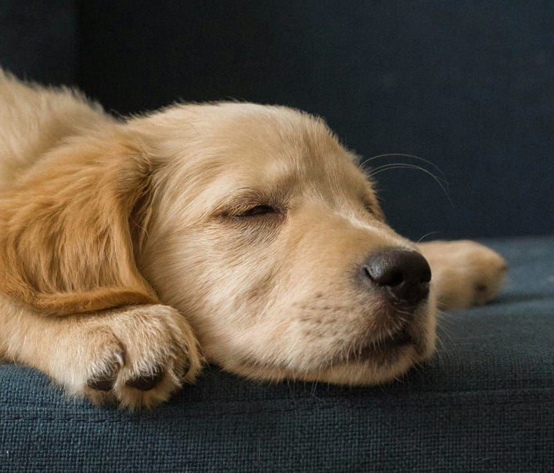 Greg's Right FIT #543–This week: Sleeping, Turnovering, Gooseberrying Post feature image