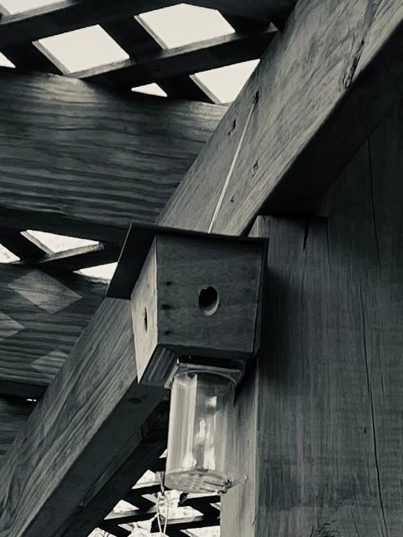 Poem: To the carpenter bee Post image