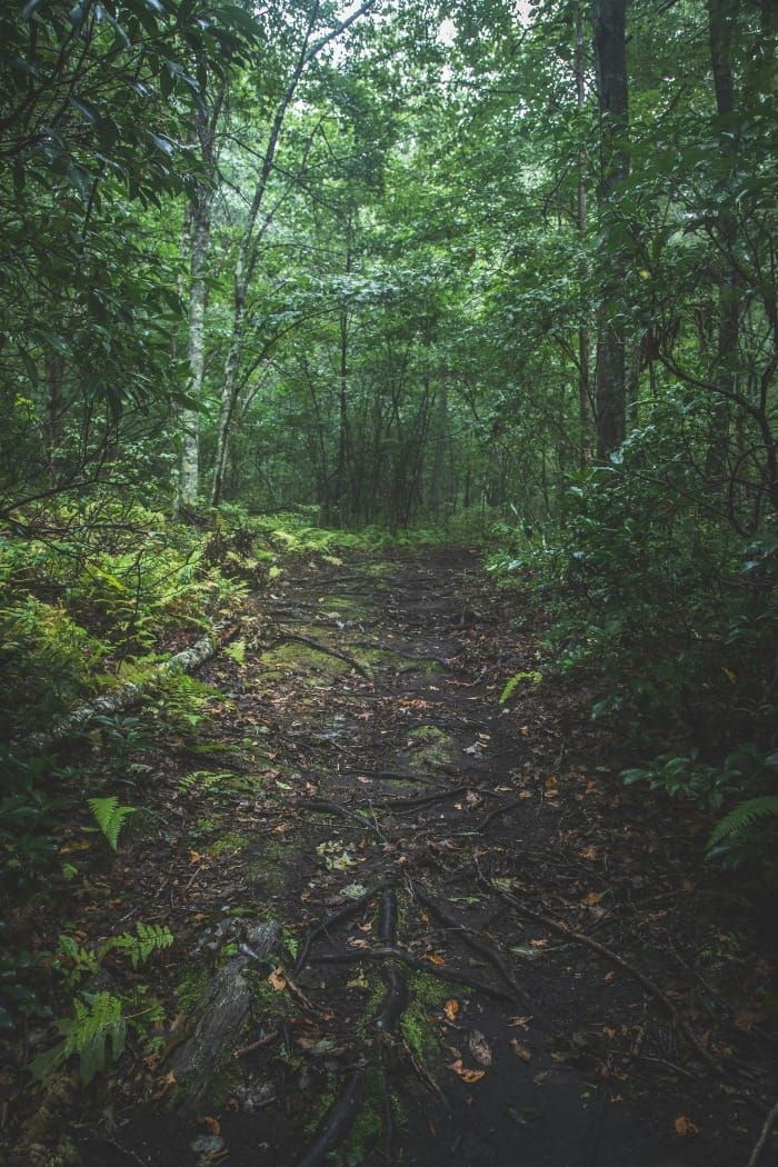 Poem: White Whippoorwill Song Post image