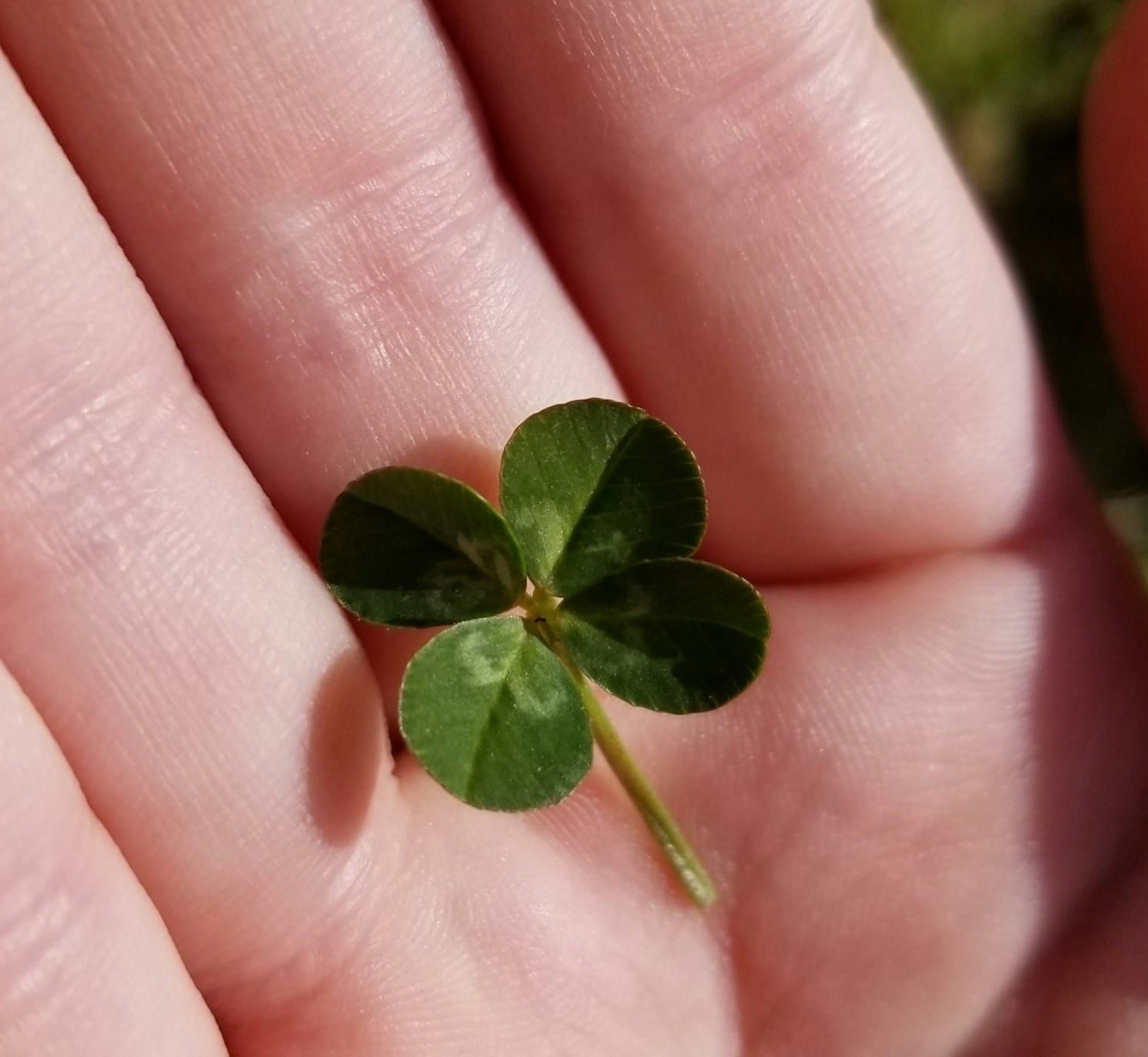 Greg's Right FIT #485–This week: Lucky, Hinges, Robbers Post image