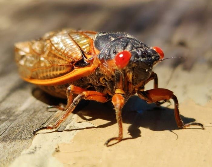 Greg's Right FIT #550–This week: Prospecting, Details, Cicadas Post image
