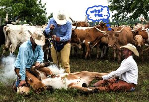 #503–This week: ROI, Branding, Cutting Post feature image