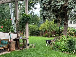 Picture of Wilson the Amazing Border Collie dog