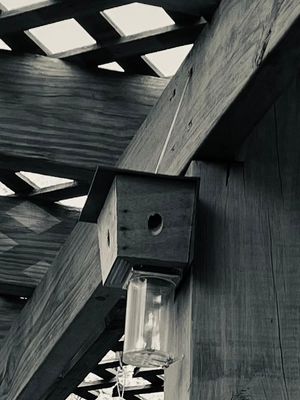 Poem: To the carpenter bee Post feature image