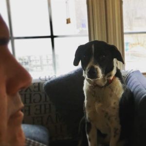 wilson the border collie giving me the stare - he did this for hours sometimes