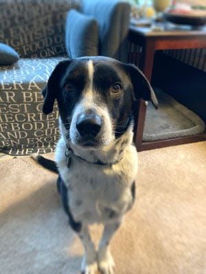 wilson the amazing border collie my dog