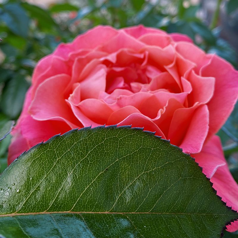 A pink rose blossom, partially obscured by a horizontal green leaf in the foreground.
