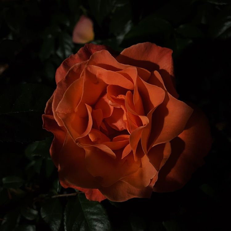 Something Light, Something Heavy, Something Pretty, and Something Grateful