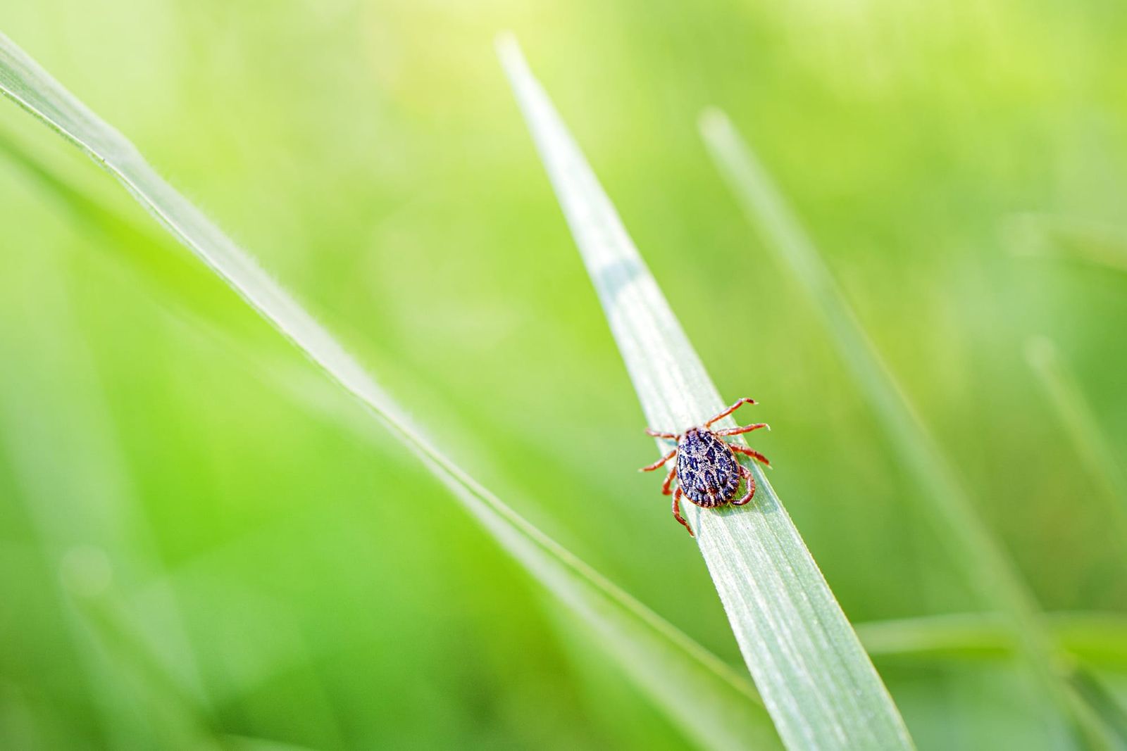 Lyme Disease