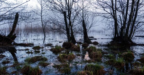 Bare trees standing in a swamp