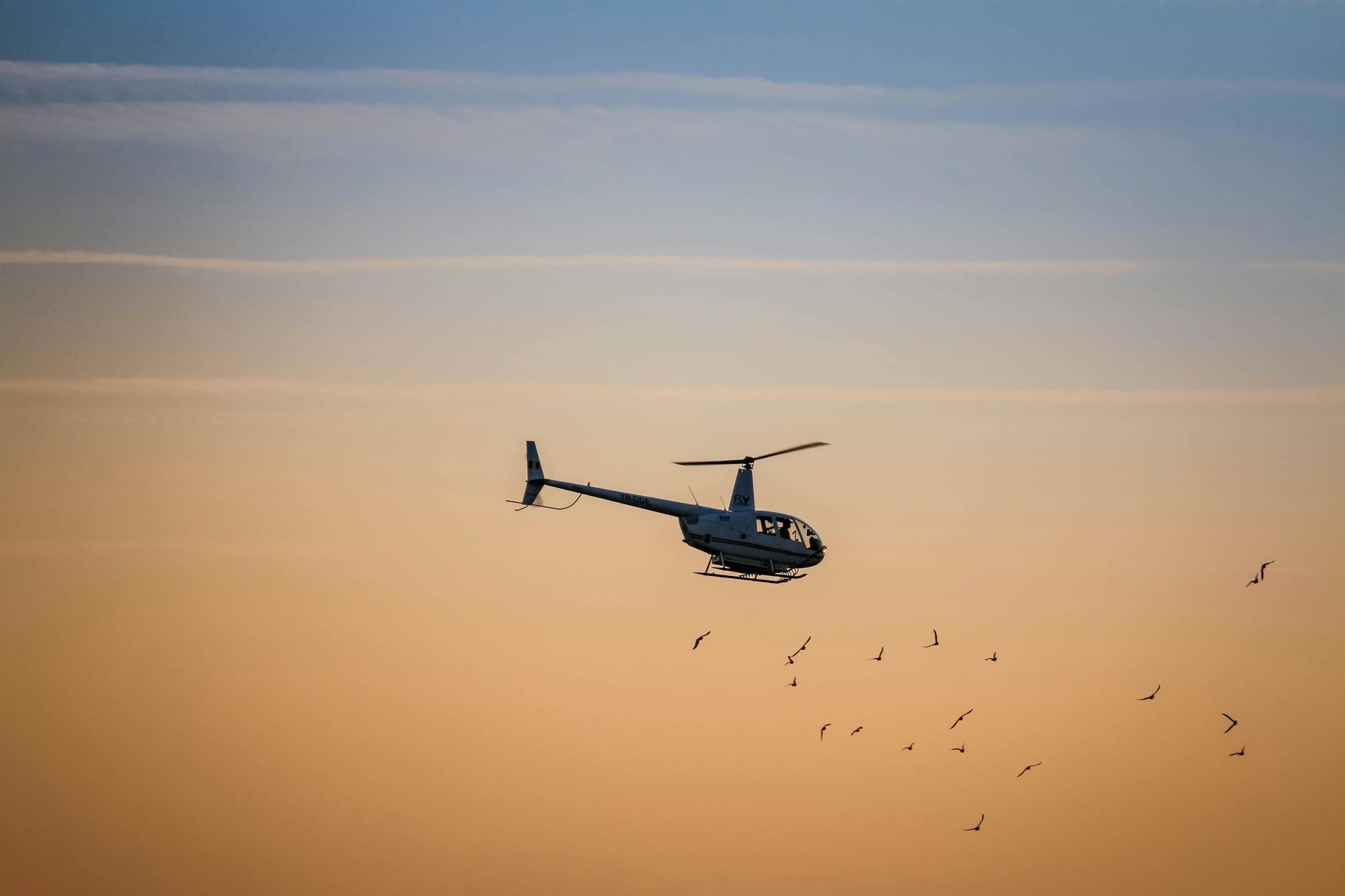 A Robinson helicopter in flight near a flock of birds. 