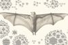 Bats and the origins of outbreaks