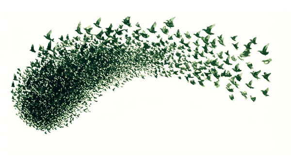 A murmuration of birds in sage green