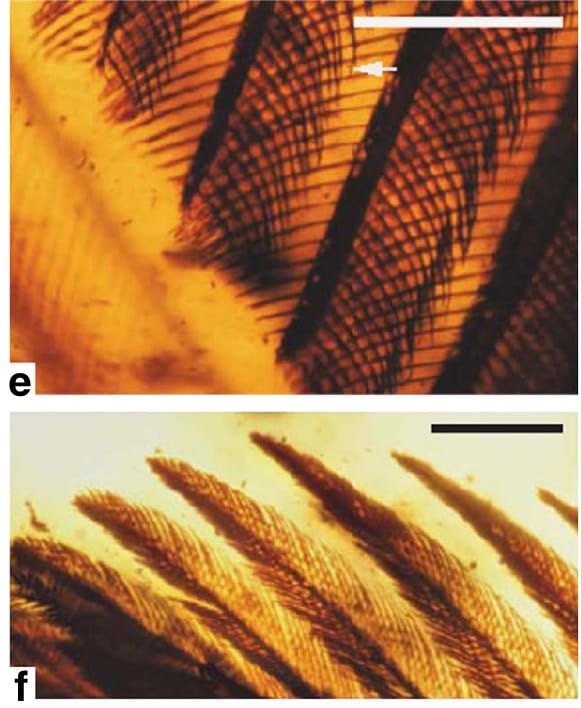 Alas de Pájaros en Ámbar!